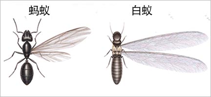 蚂蚁和白蚁的区别