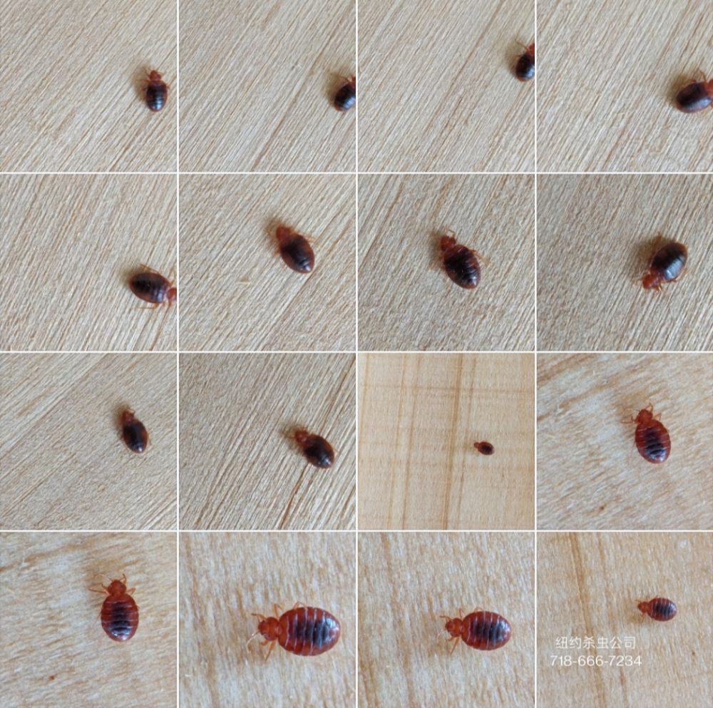 臭虫