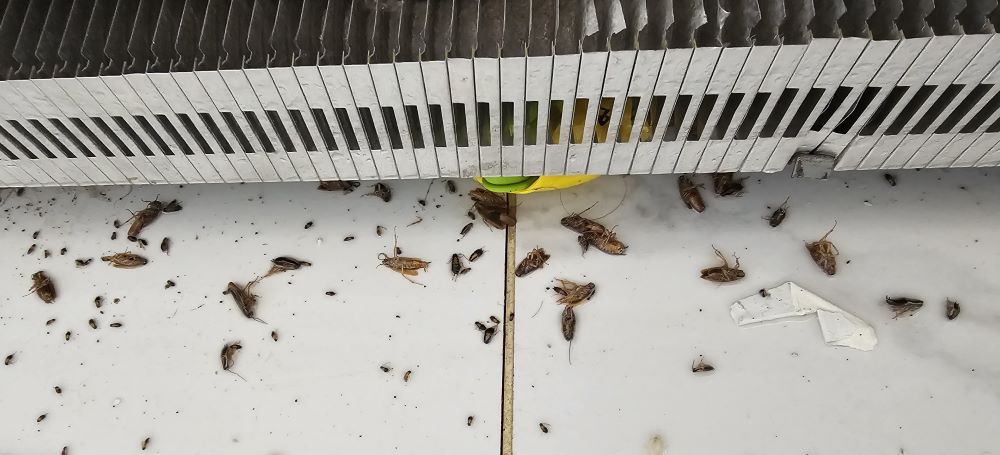 消灭蟑螂
