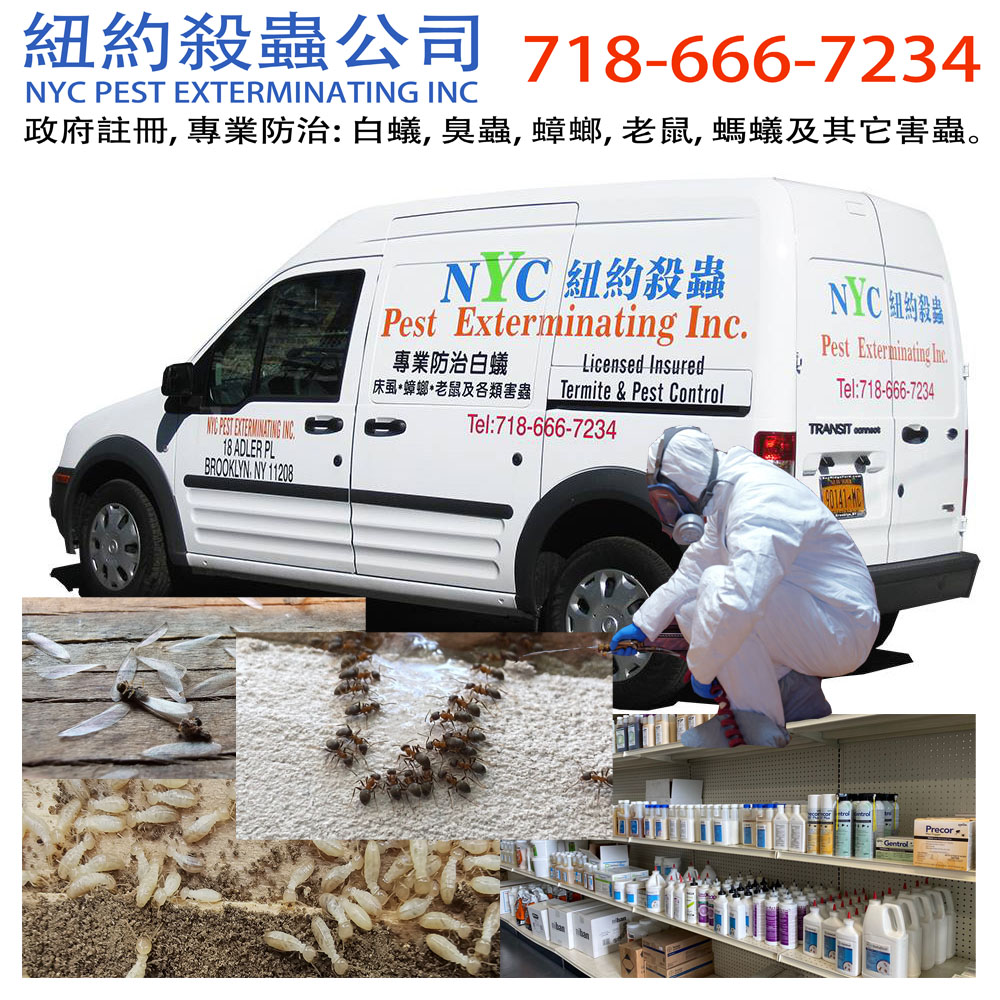 纽约杀虫