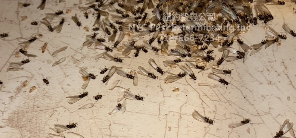 termite swarmers,飞蚁