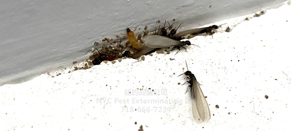 白蚁，有翅膀的白蚁繁殖蚁