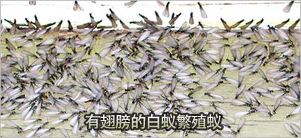 有翅膀的白蚁繁殖蚁